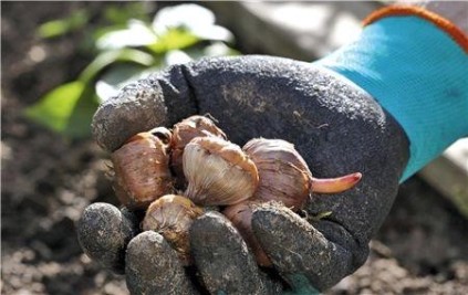 Перчатки садовые для работы с почвой GARDENA размер 8 (M) 00206-32.000.00 [00206-32.000.00]