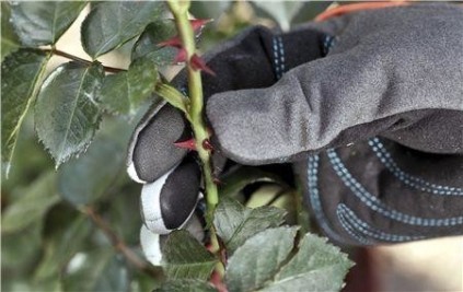 Перчатки садовые для ухода за кустарниками GARDENA размер 7 (S) 00216-32.000.00 [00216-32.000.00]