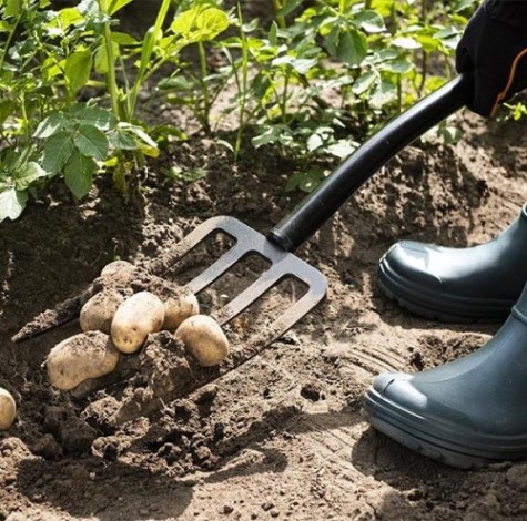 Вилы PLANTIC 24400-01 terra Вилы PLANTIC 24400-01 terra